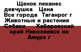 Щенок пекинес девчушка › Цена ­ 2 500 - Все города, Таганрог г. Животные и растения » Собаки   . Хабаровский край,Николаевск-на-Амуре г.